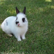 Photo de Lapin