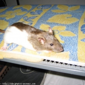 Photo de Rat