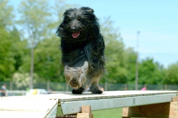 Photo de Chien de berger des pyrenes  poil long