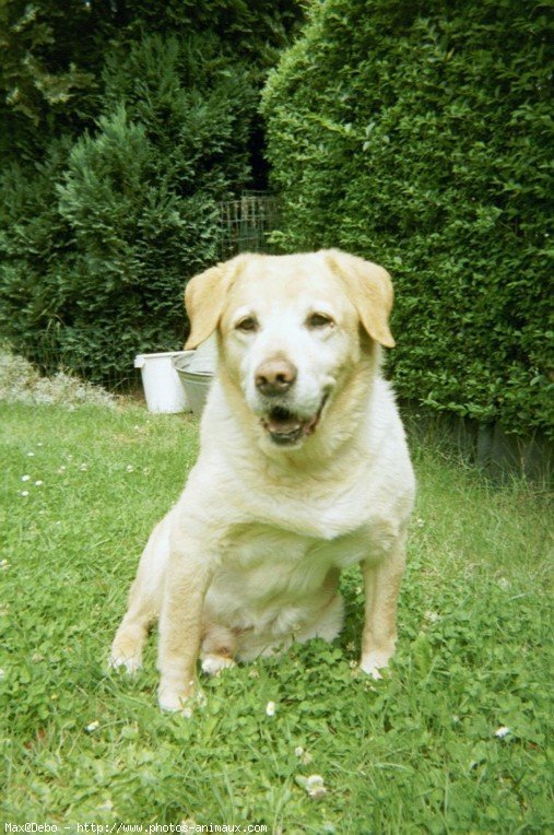 Photo de Labrador retriever