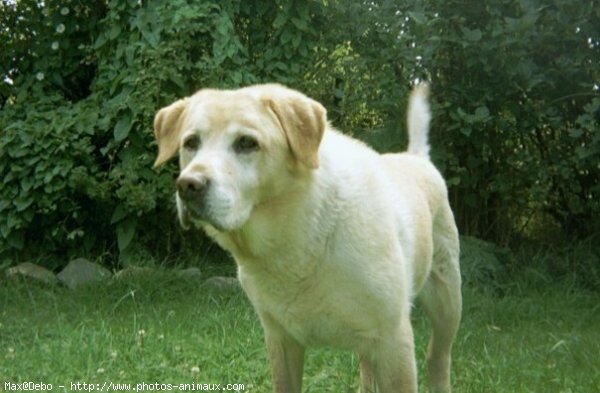 Photo de Labrador retriever