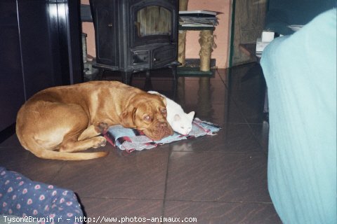 Photo de Dogue de bordeaux