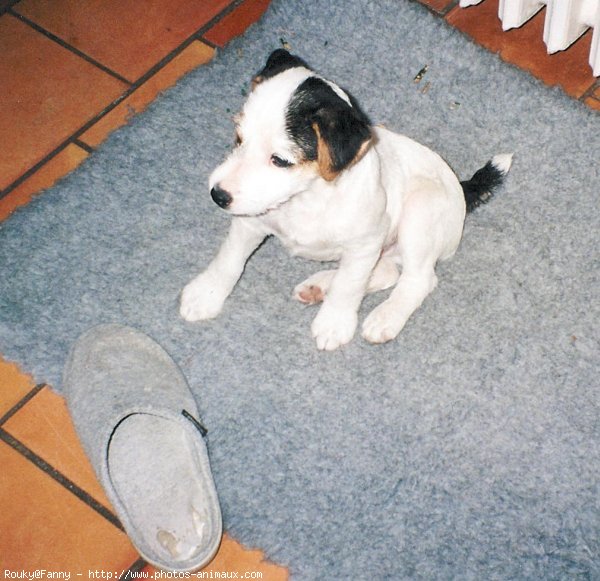 Photo de Jack russell terrier