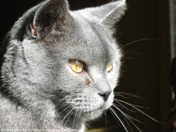 Photo de Chartreux