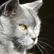 Photo de Chartreux