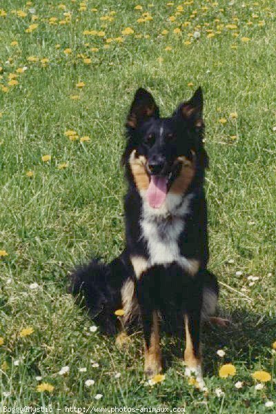 Photo de Border collie