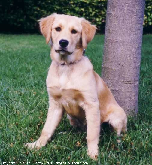 Photo de Golden retriever