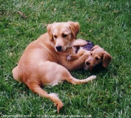 Photo de Golden retriever