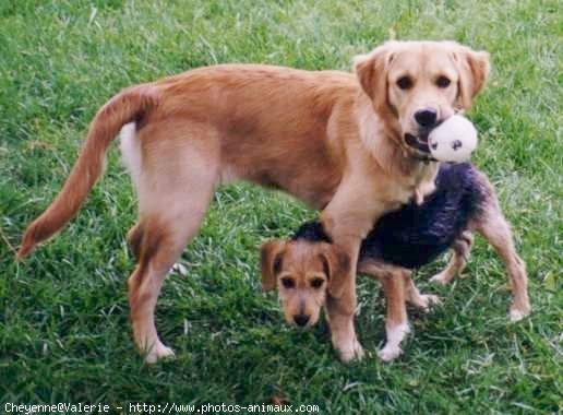 Photo de Golden retriever