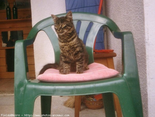 Photo de Chat domestique