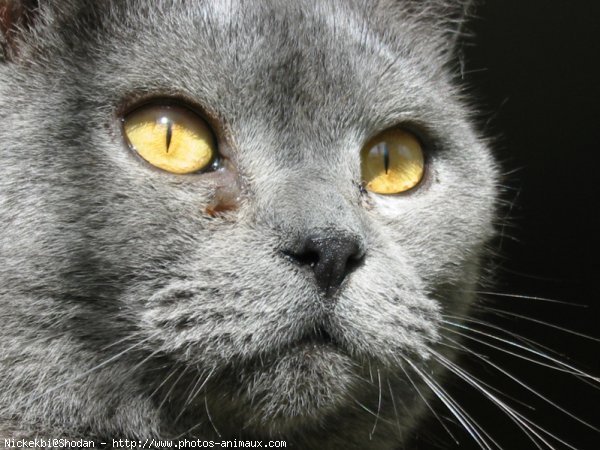 Photo de Chartreux