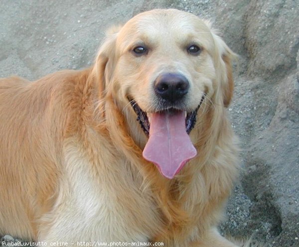 Photo de Golden retriever