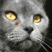 Photo de Chartreux