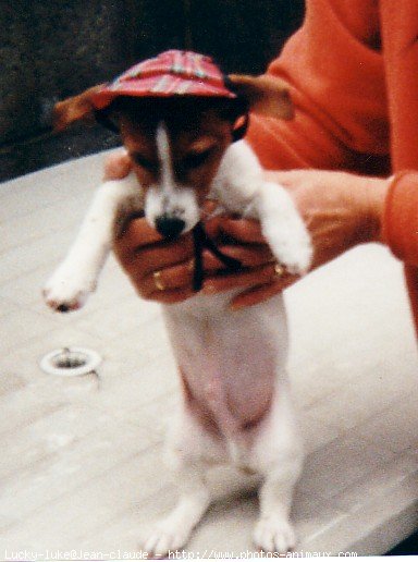 Photo de Jack russell terrier