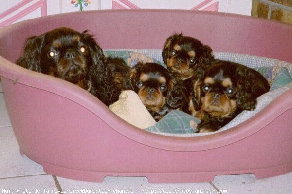 Photo de King charles spaniel