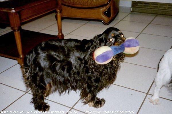 Photo de King charles spaniel