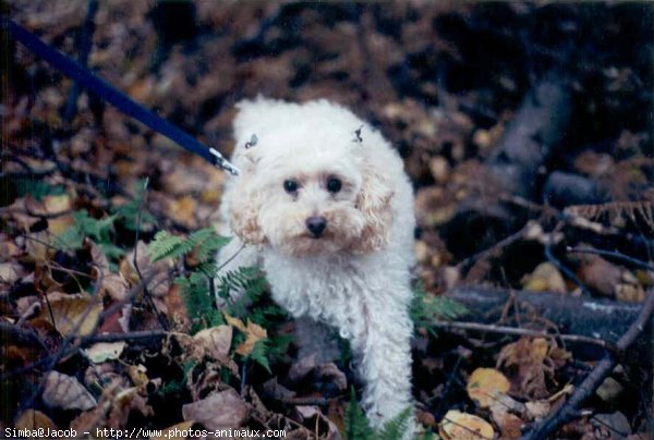 Photo de Caniche moyen