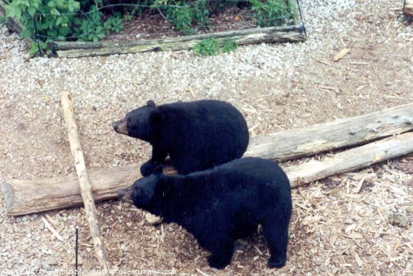 Photo d'Ours