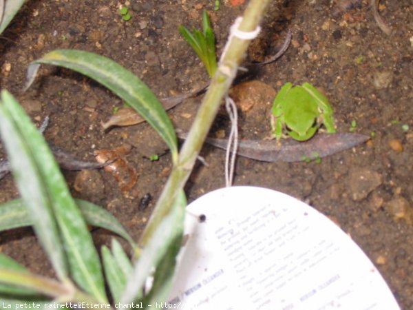 Photo de Grenouille - rainette