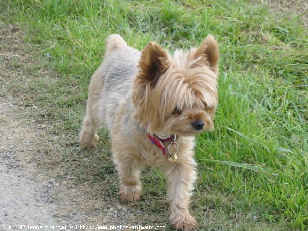 Photo de Yorkshire terrier