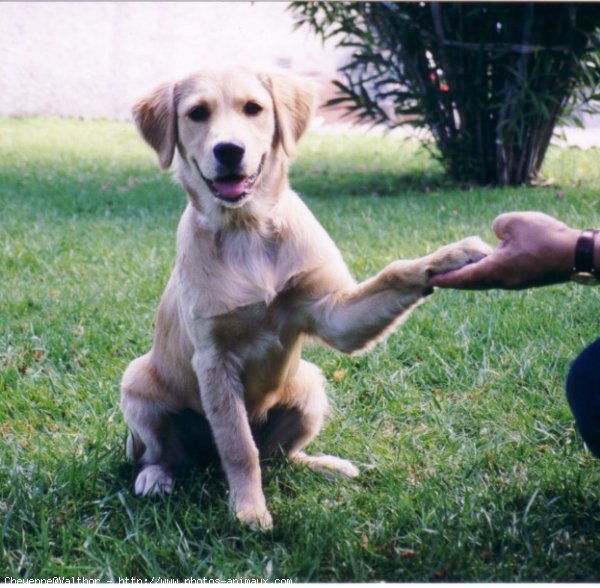 Photo de Golden retriever