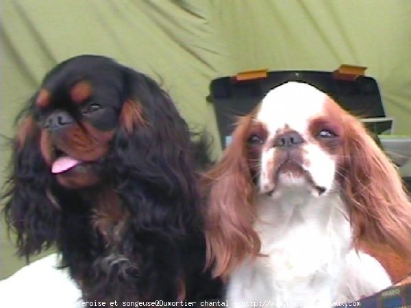 Photo de King charles spaniel