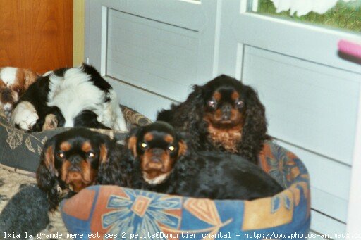 Photo de King charles spaniel