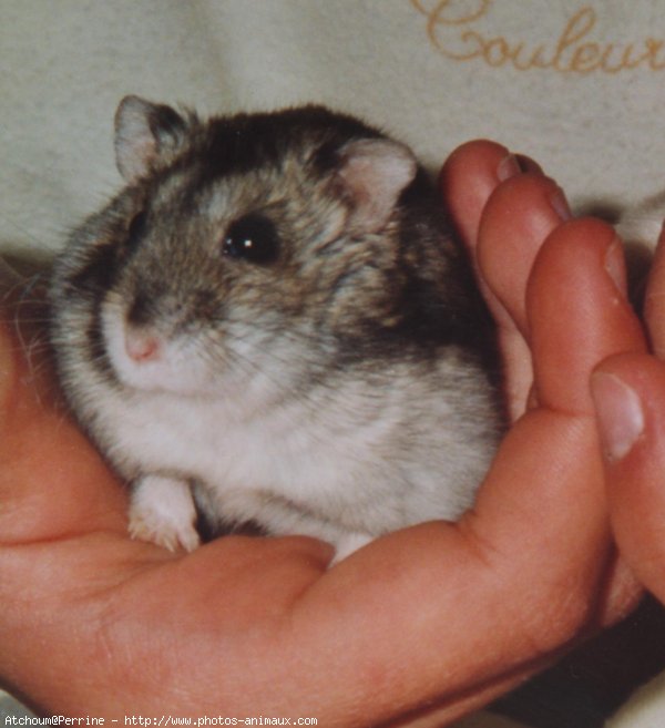 Photo de Hamster