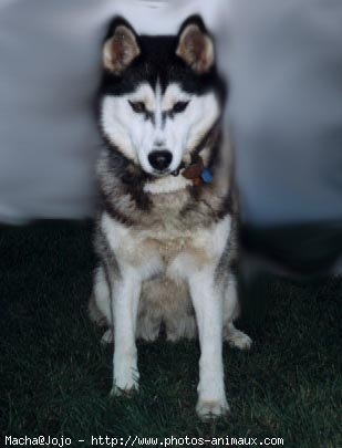 Photo de Husky siberien