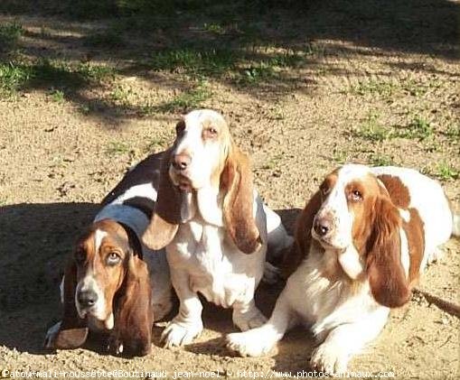 Photo de Basset hound