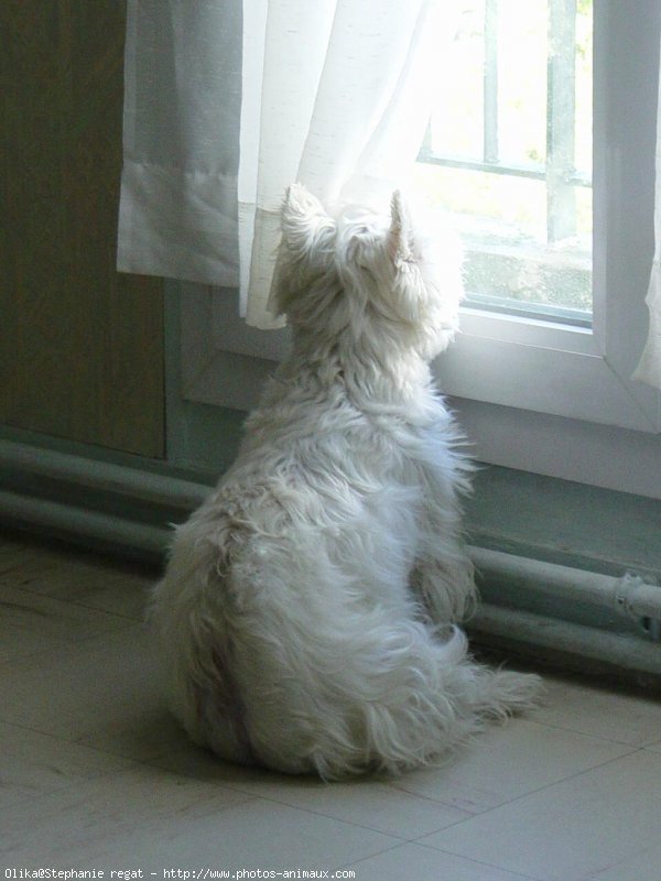 Photo de West highland white terrier