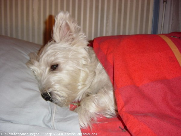 Photo de West highland white terrier