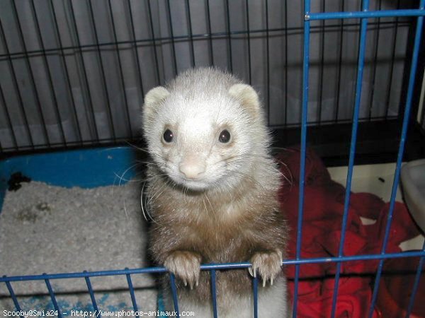 Photo de Furet