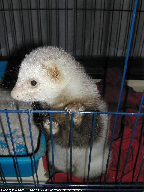 Photo de Furet