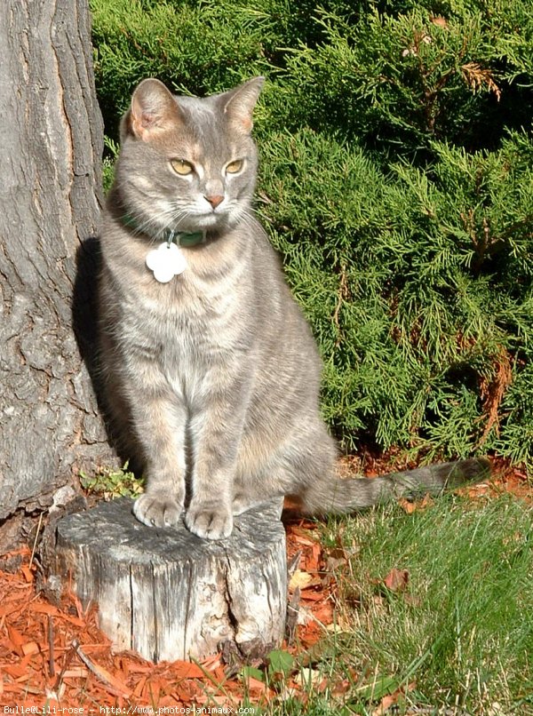 Photo de Chat domestique