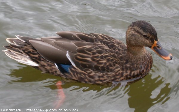 Photo de Canard