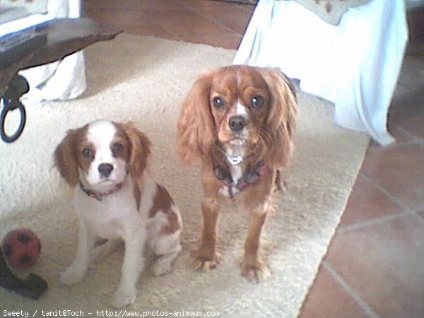 Photo de Cavalier king charles spaniel