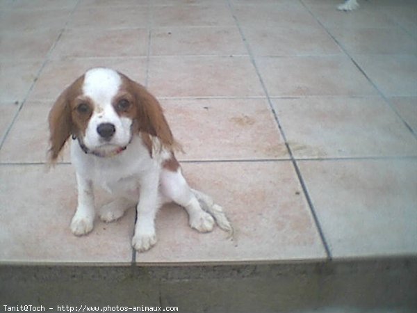 Photo de Cavalier king charles spaniel