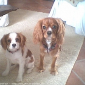 Photo de Cavalier king charles spaniel