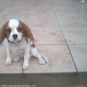 Photo de Cavalier king charles spaniel