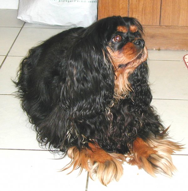 Photo de Cavalier king charles spaniel