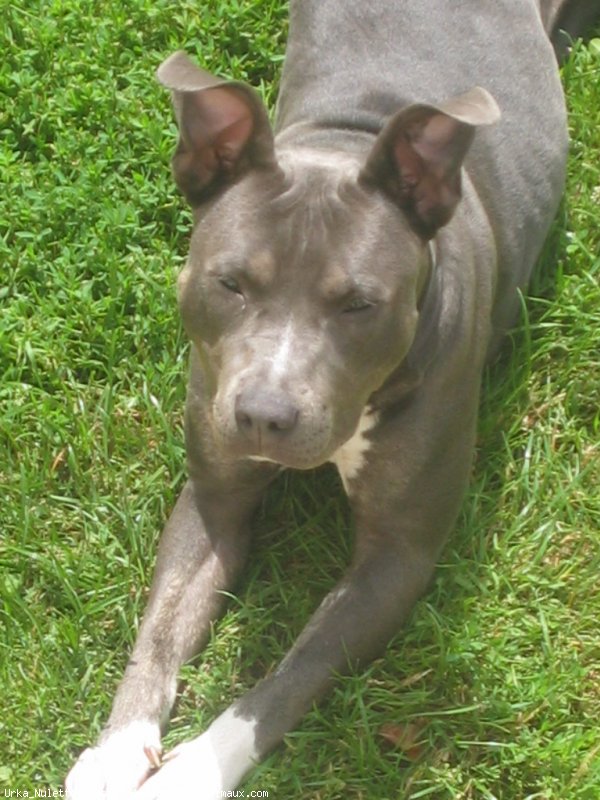 Photo d'American staffordshire terrier