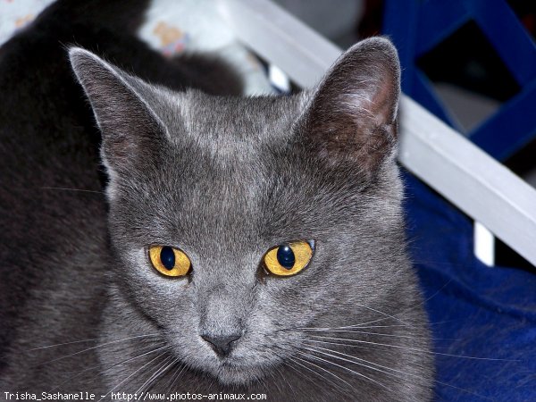 Photo de Chartreux