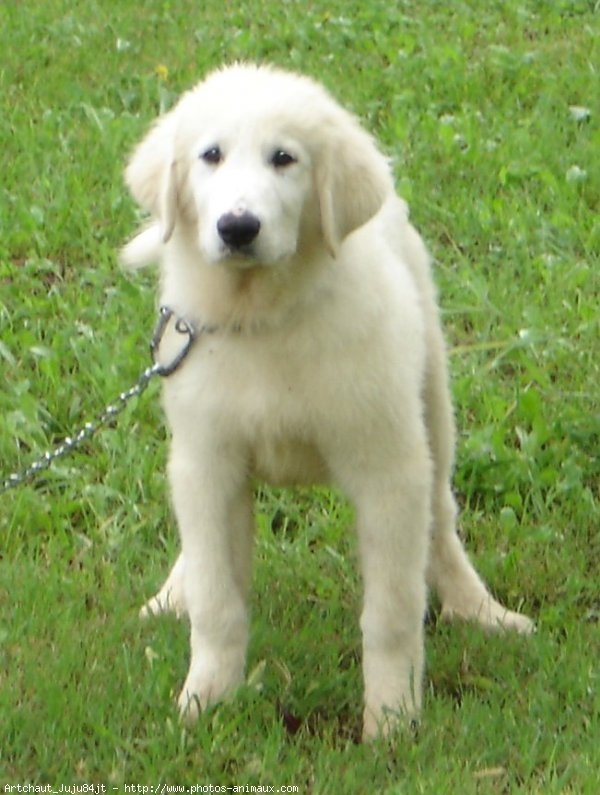 Photo de Chien de montagne des pyrnes