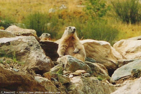 Photo de Marmotte