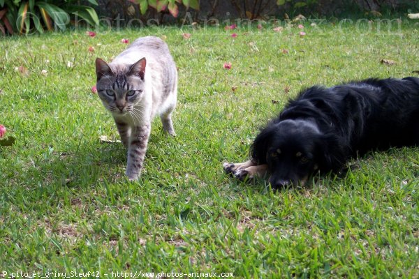 Photo de Races diffrentes