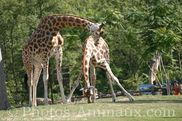 Photo de Girafe