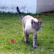 Photo de Chat domestique