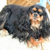 Photo de Cavalier king charles spaniel