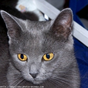 Photo de Chartreux